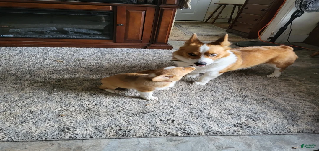 Gallery Image {{count}}