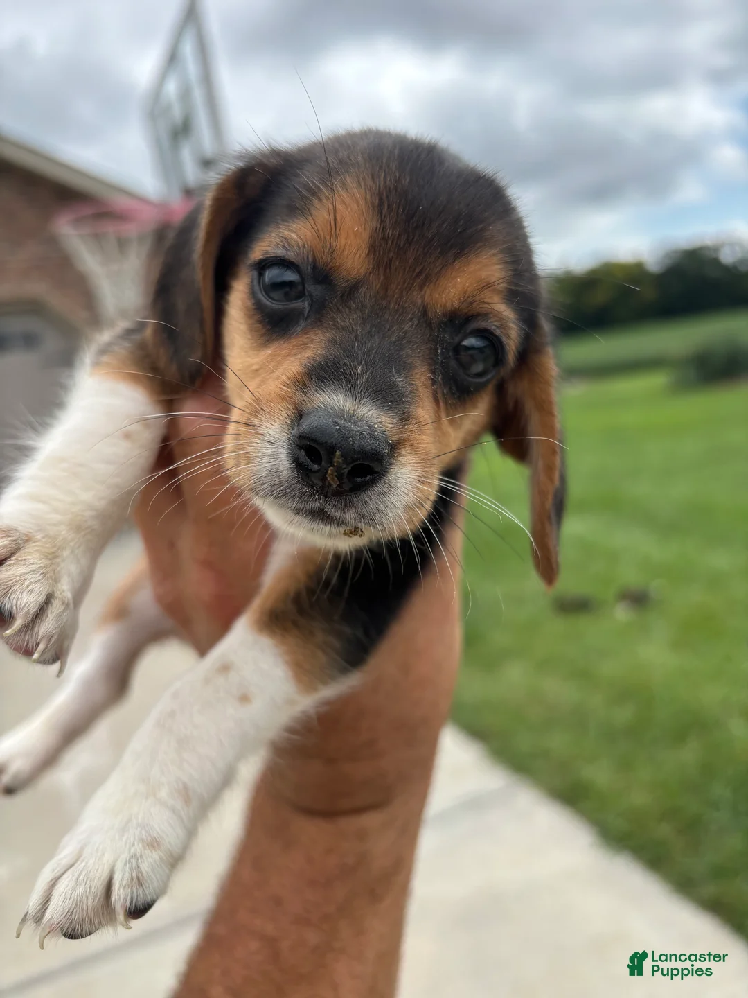Beagle dogs for sale: Luna - Ad 12