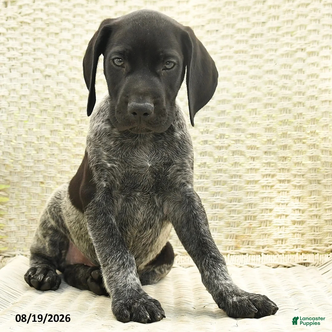 German Shorthaired Pointer dogs for sale: Hector - Ad 2