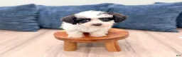 Yorkiepoo dogs for sale: Benson - Ad 3