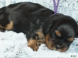 Cavalier King Charles Spaniel dogs Cavalier King Charles Spaniel Puppy 4- Bleu - Ad 13