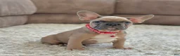 French Bulldog dogs for sale: Baxter - Ad 1