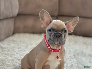 French Bulldog dogs Baxter - Ad 5