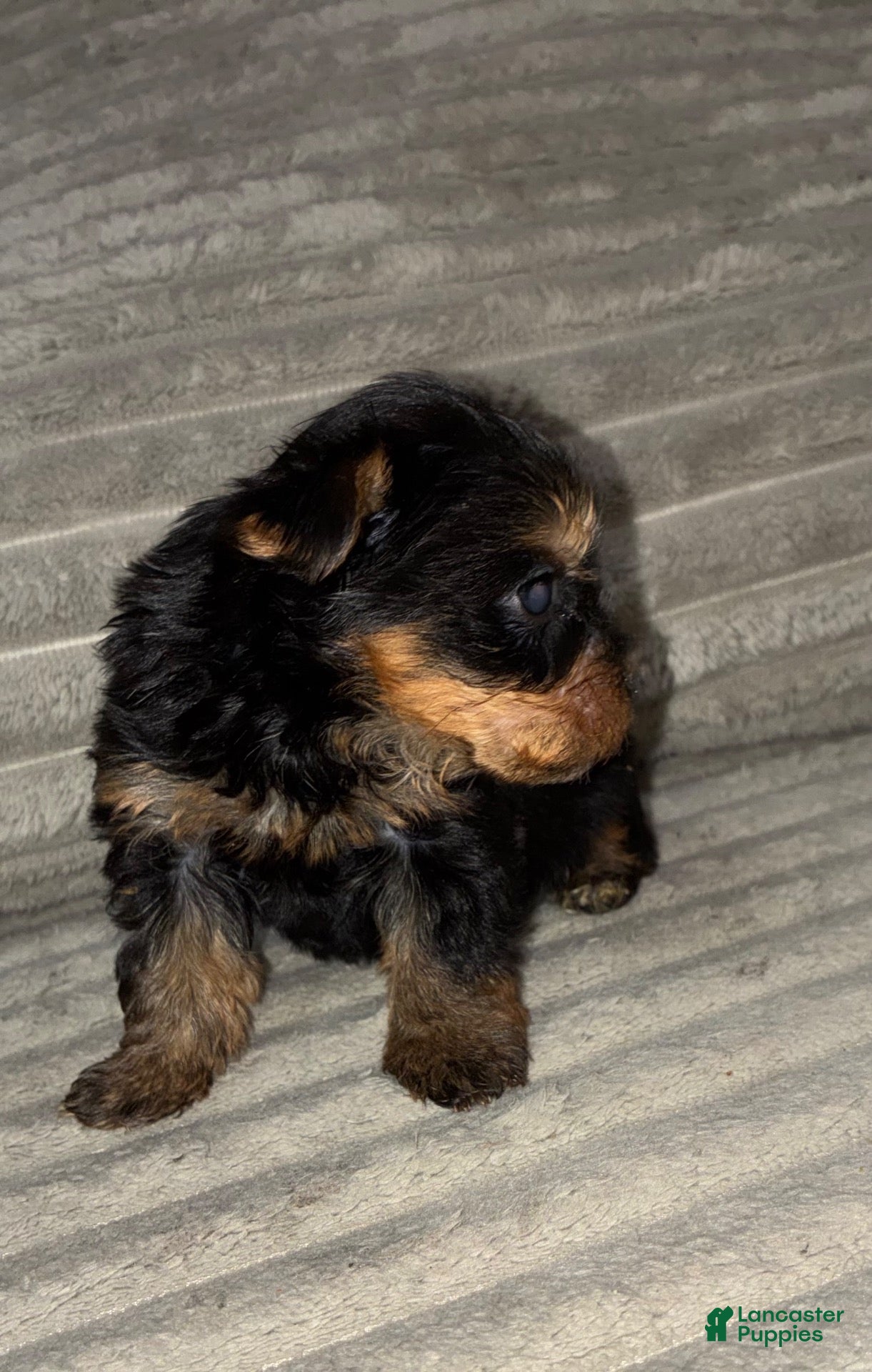 Yorkshire Terrier dogs for sale: Coco - Ad 2