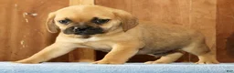 Puggle dogs for sale: Duke - Ad 3