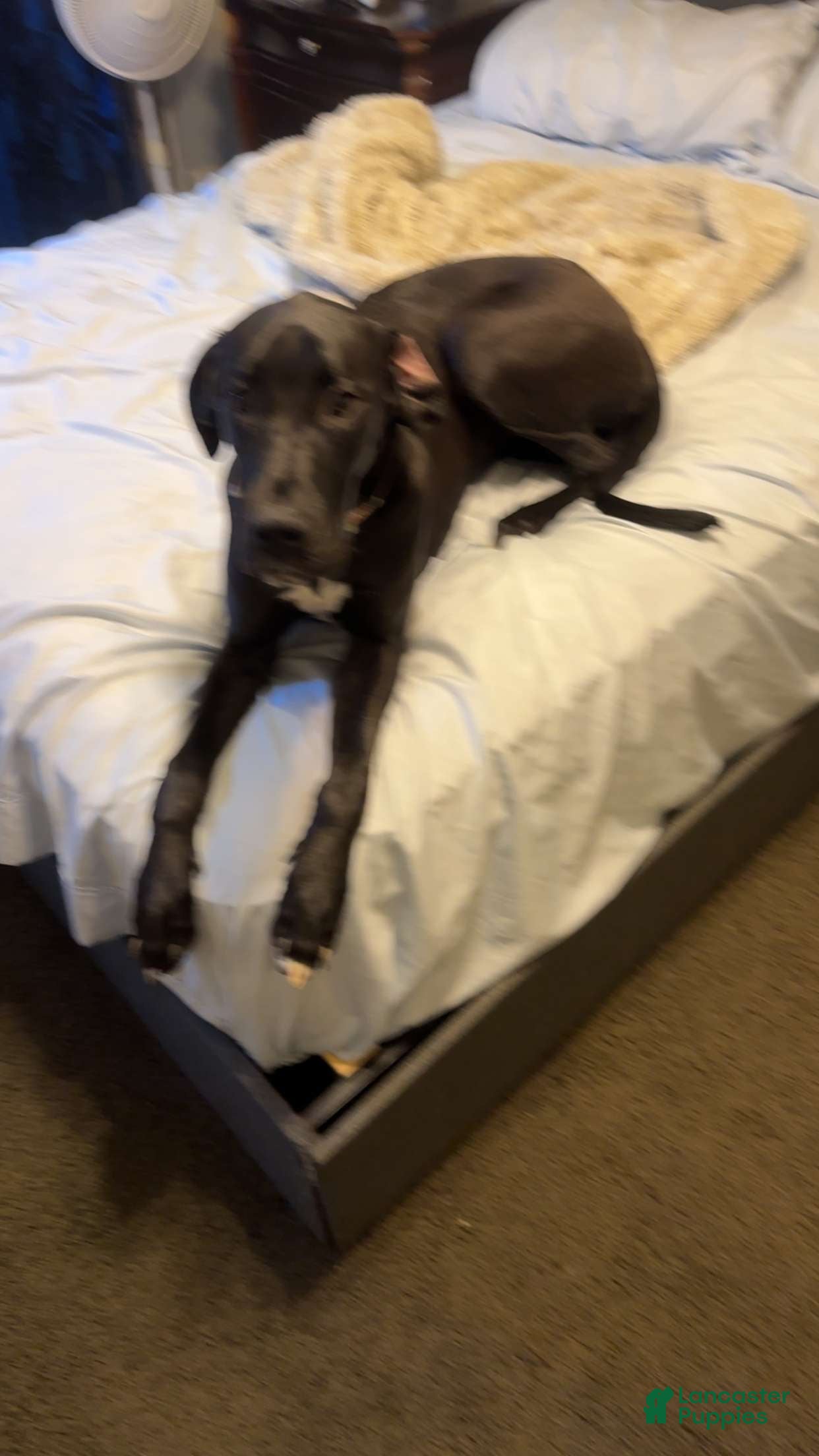 Great Dane dogs Great Dane Puppy 1 - Ad 20