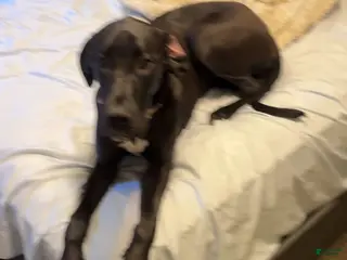 Great Dane dogs Great Dane Puppy 1 - Ad 32