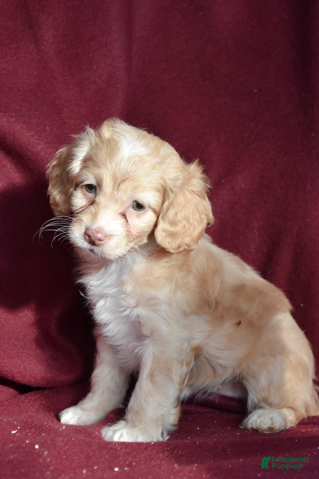 Cockapoo dogs for sale: Harper - Ad 1