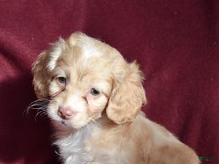 Cockapoo dogs Harper - Ad 10