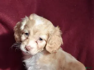 Cockapoo dogs Harper - Ad 36