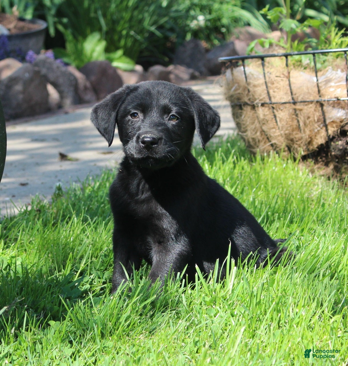 Labrador Retriever dogs Labrador Retriever Winston - Ad 1