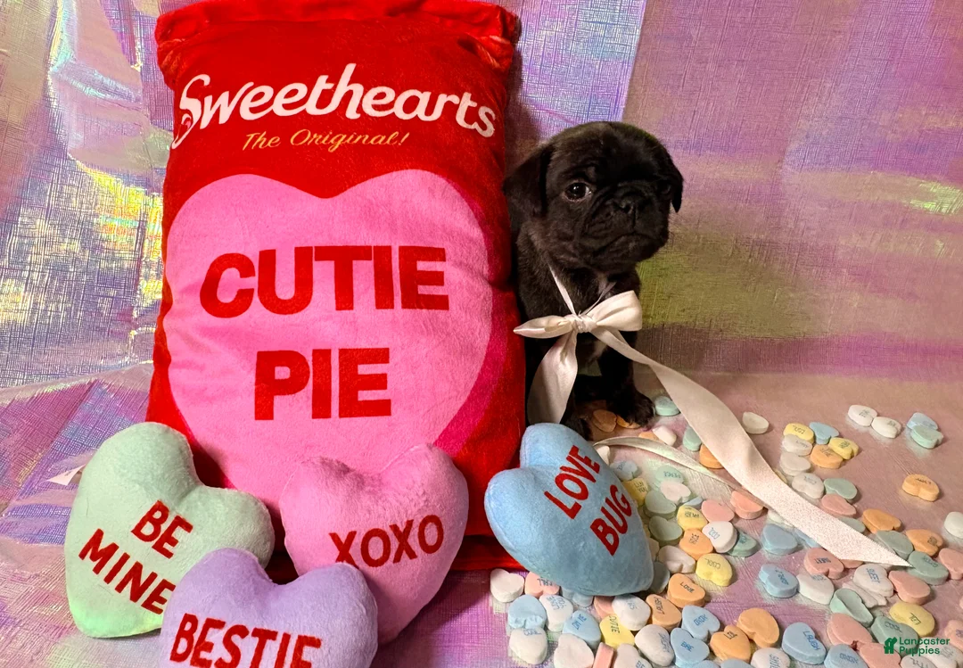 Pug dogs for sale: Snickerdoodle - Ad 1