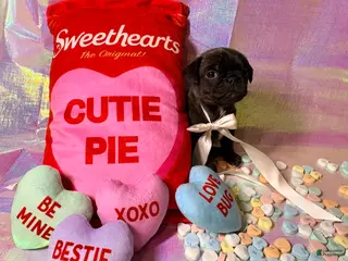 Pug dogs Snickerdoodle - Ad 32