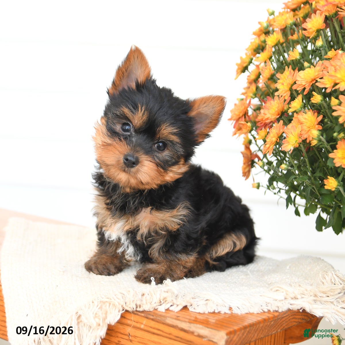 Yorkshire Terrier dogs Archie - Ad 1