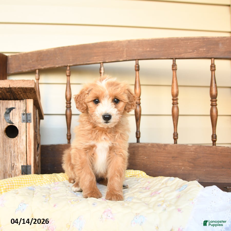 Mini Goldendoodle dogs Fauna - Ad 1