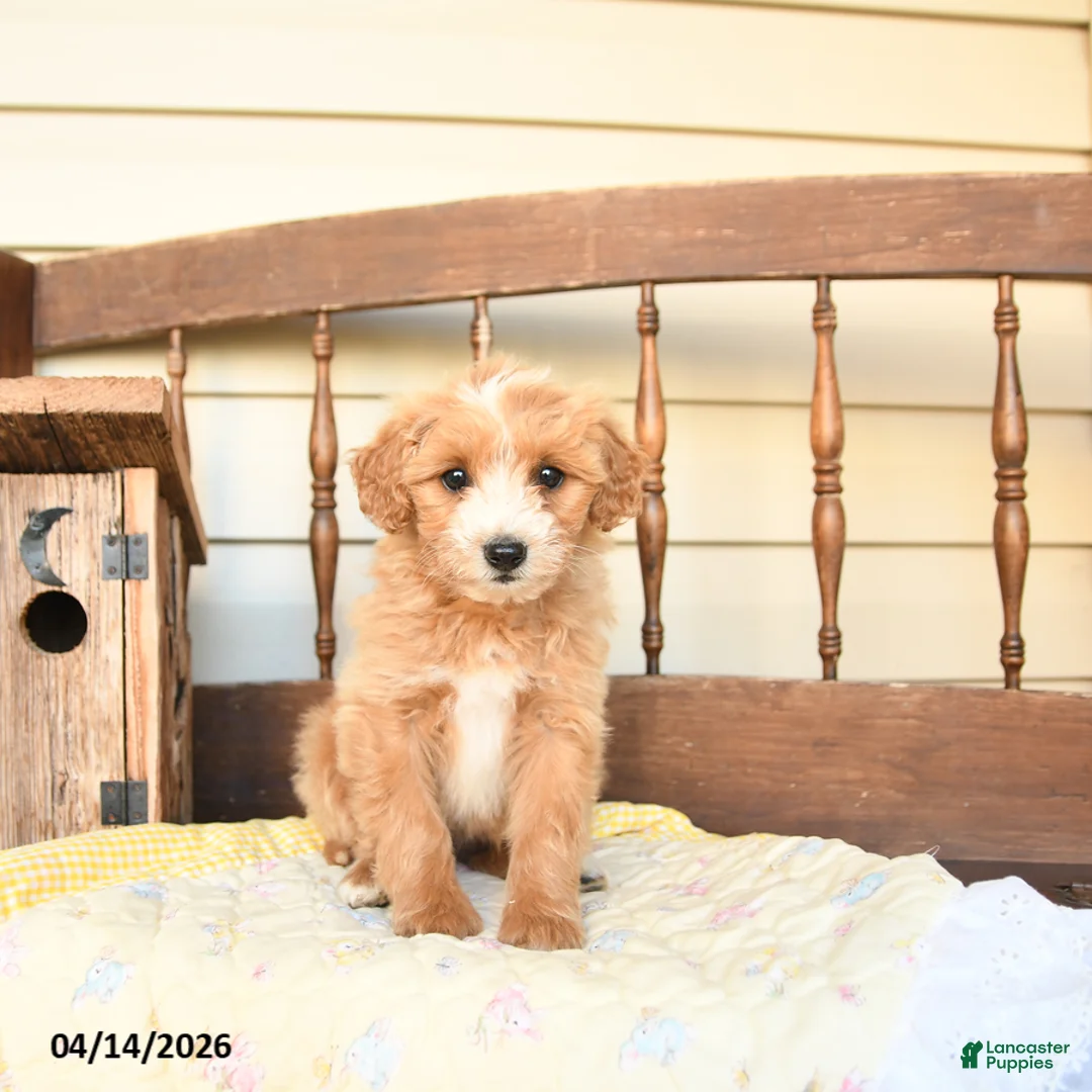 Mini Goldendoodle dogs for sale: Fauna - Ad 1