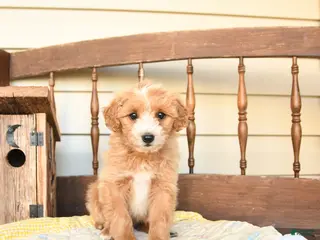Mini Goldendoodle dogs for sale: Fauna - Ad 1