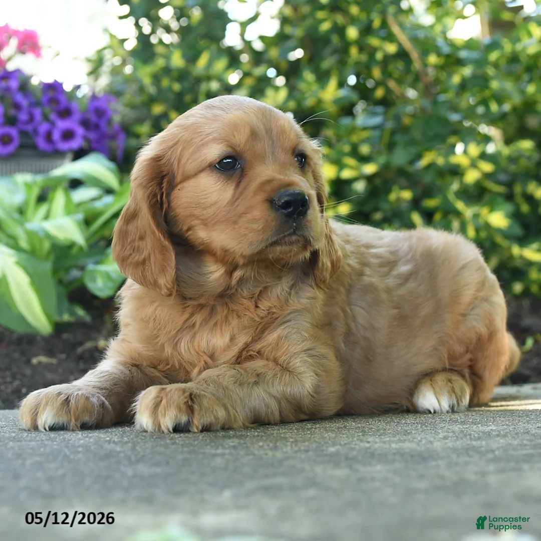 Miniature Golden Retriever dogs for sale: Fred - Ad 3