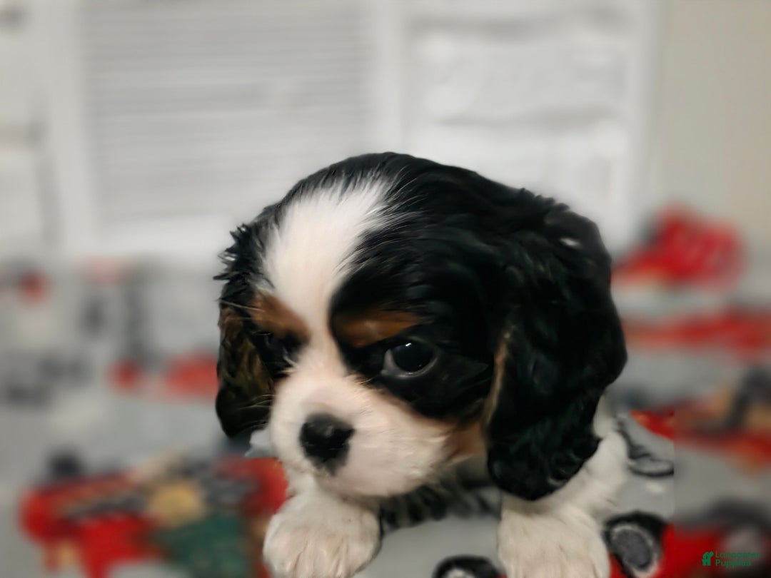 Cavalier King Charles Spaniel dogs for sale: Cavalier King Charles Spaniel Puppy 1 - Ad 6