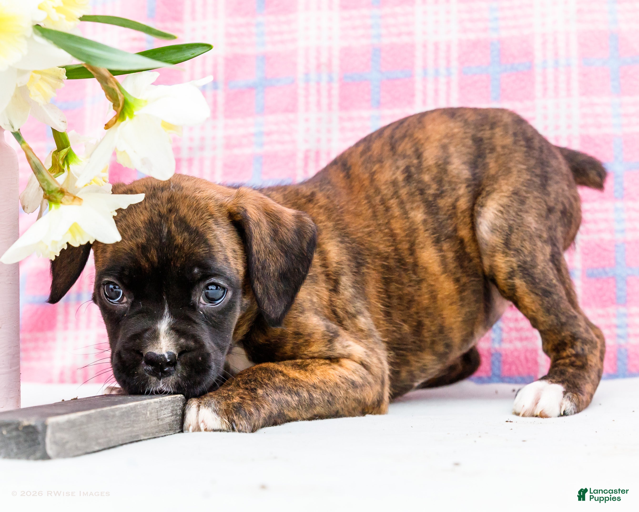 Boxer dogs Rosette - Ad 1