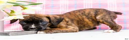 Boxer dogs for sale: Rosette - Ad 1