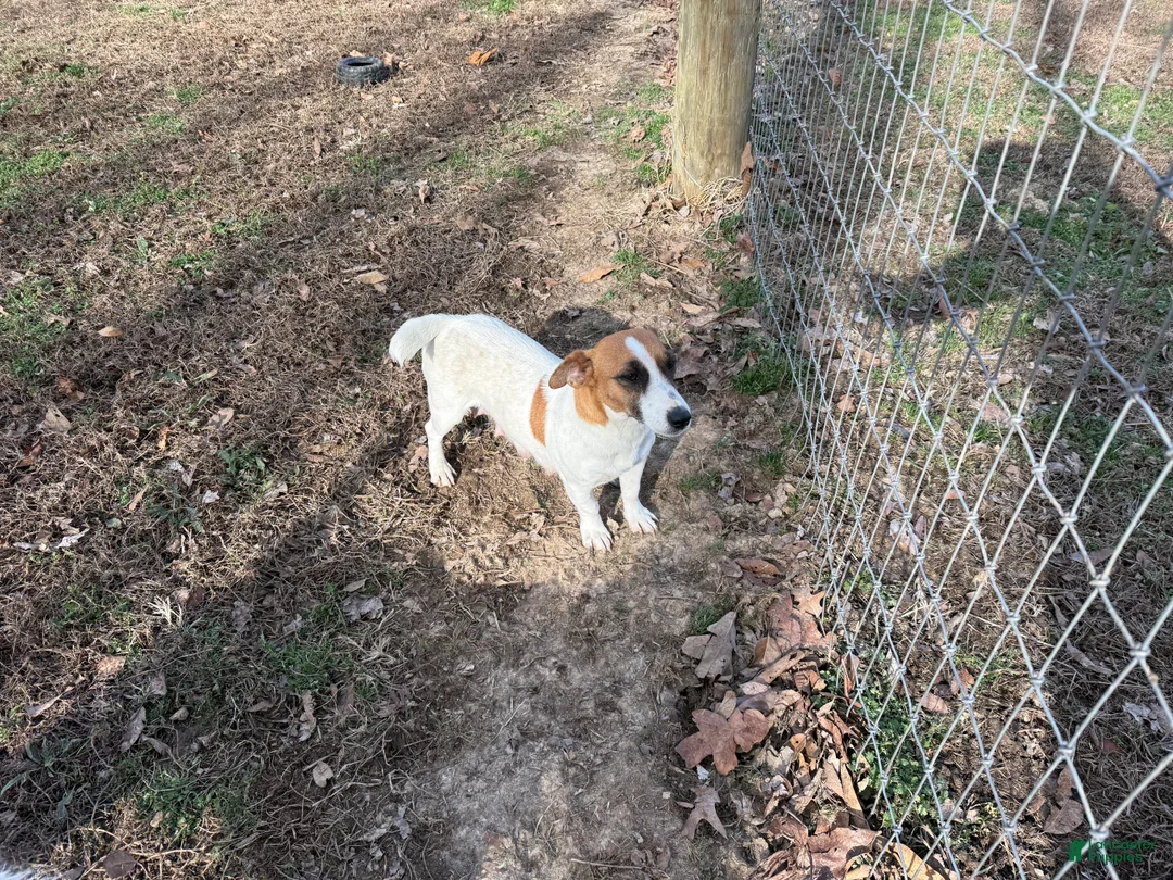 Jack Russell Terrier dogs for sale: Mia Puppy 3 - Ad 5
