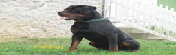 Rottweiler dogs for sale: Fritz - Ad 5
