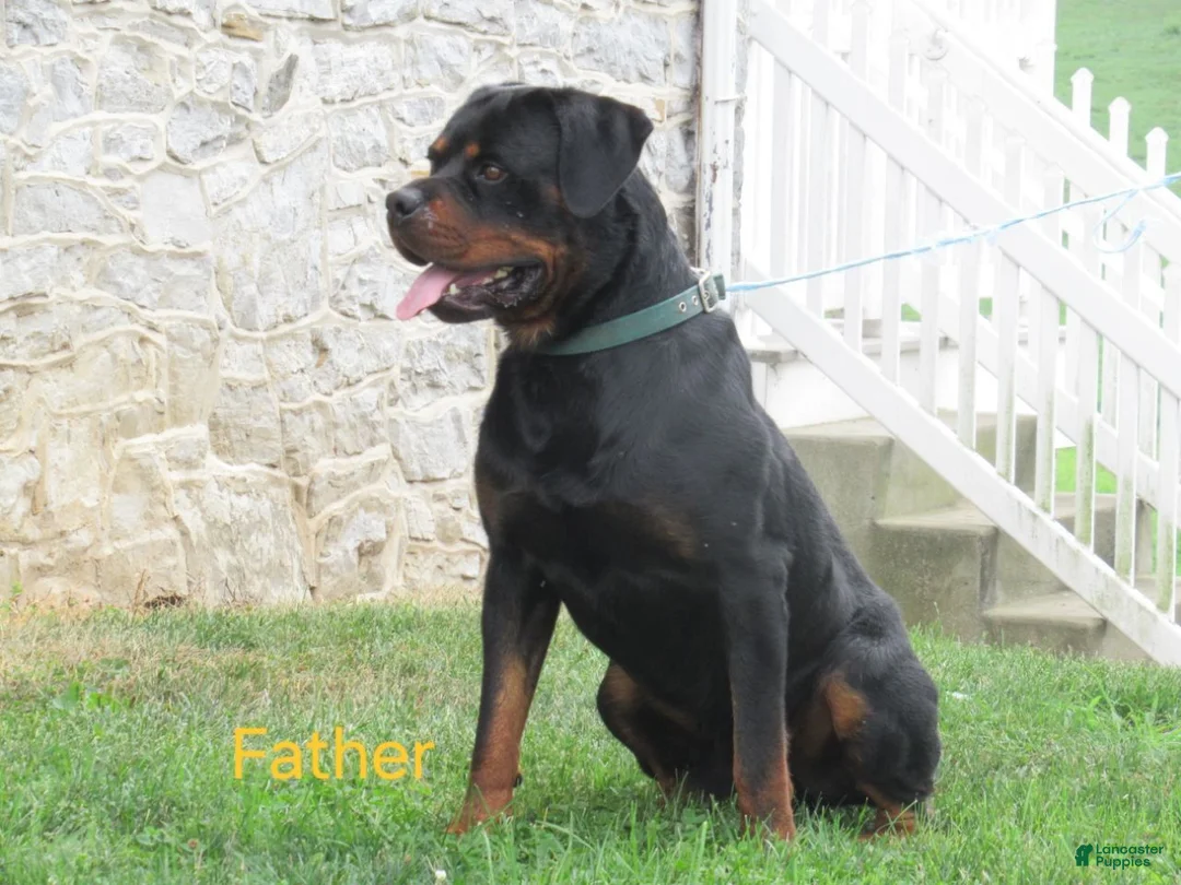 Rottweiler dogs for sale: Fritz - Ad 5