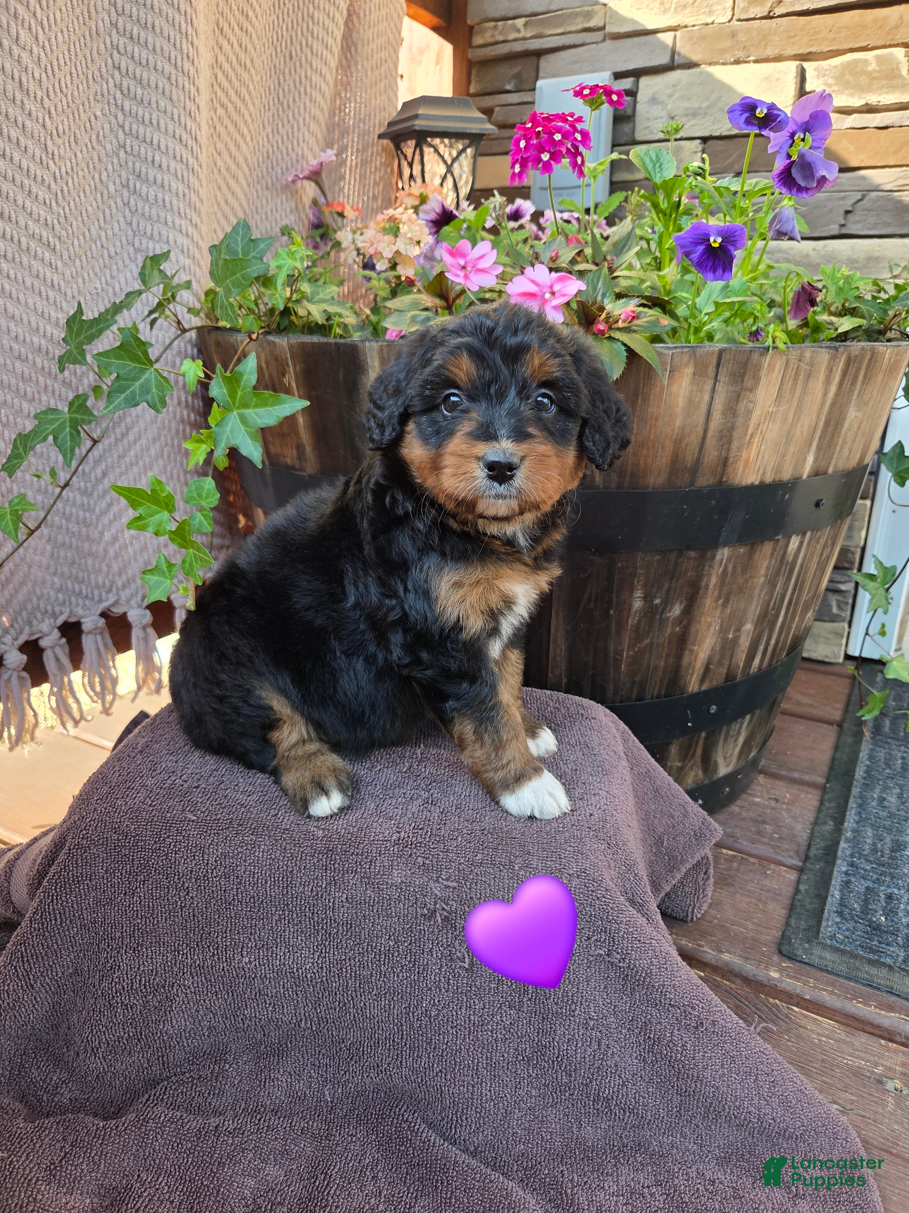 Aussiedoodle dogs Bobo - Ad 1