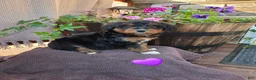 Aussiedoodle dogs for sale: Bobo - Ad 1