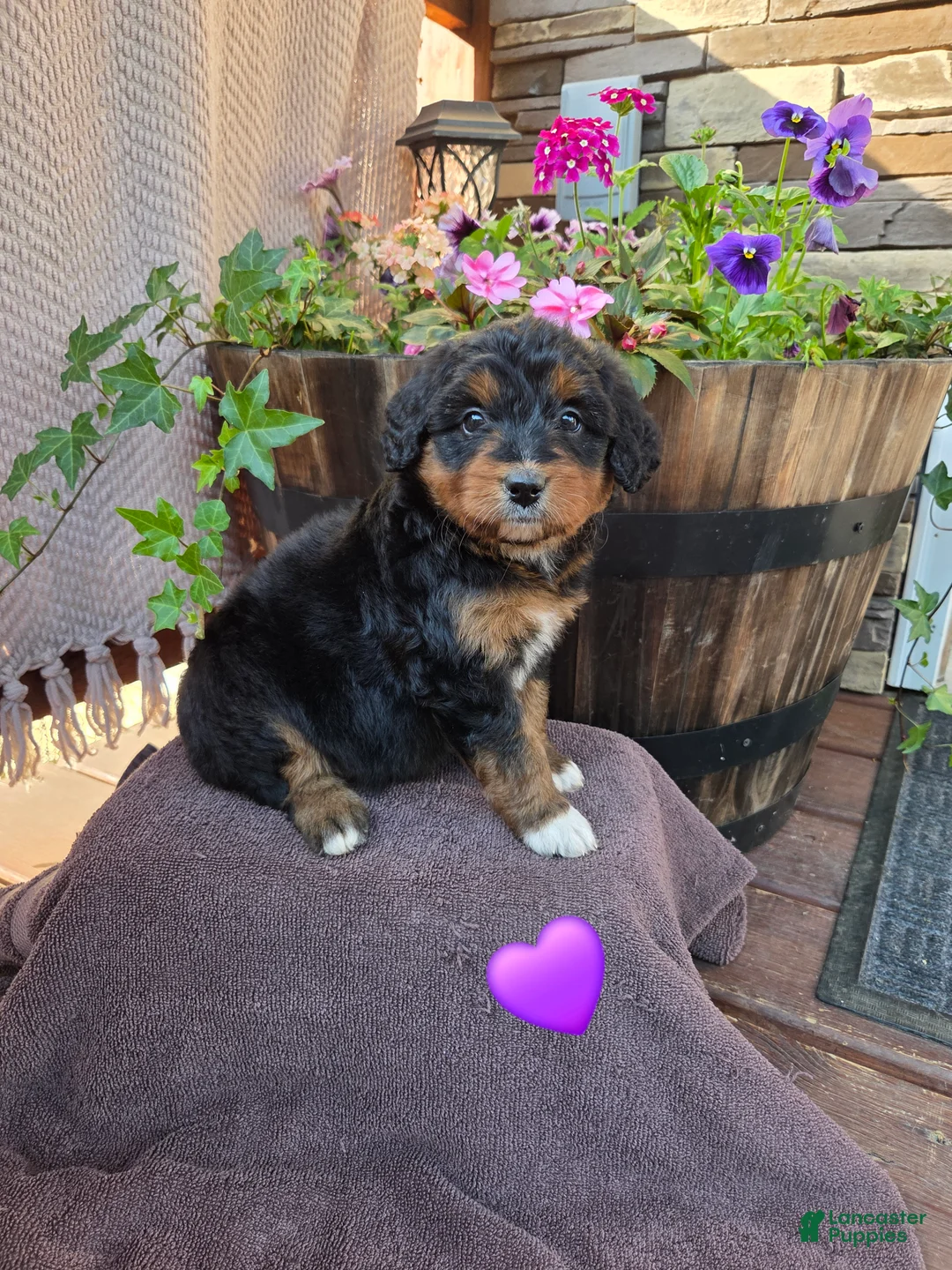 Aussiedoodle dogs for sale: Bobo - Ad 1