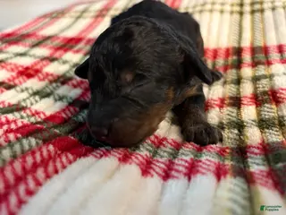 Mixed Breed dogs Puppy 4 - Ad 15