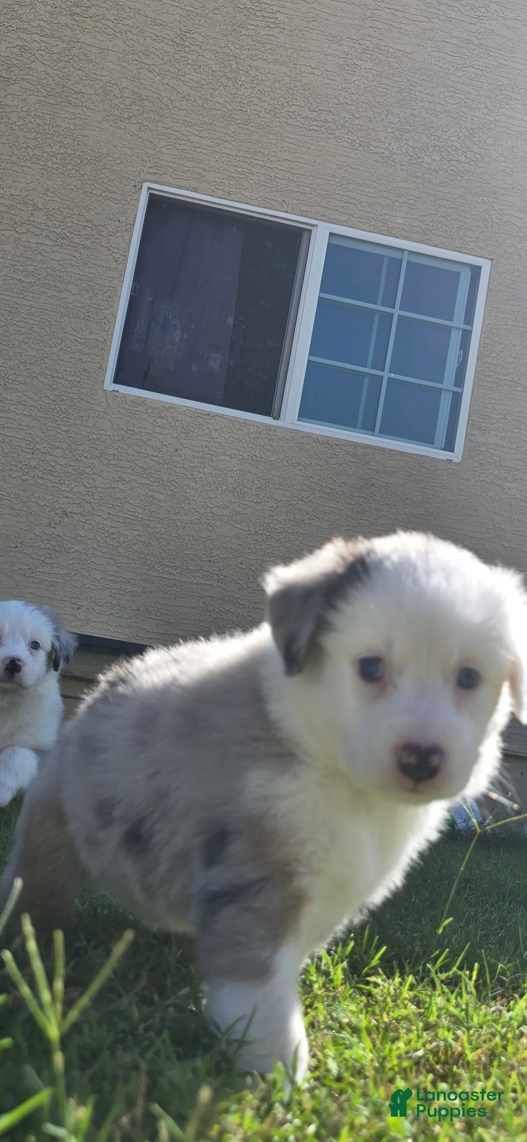 Australian Shepherd dogs for sale: Pebbles  - Ad 2