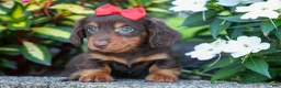 Miniature Dachshund dogs for sale:  Zane 🦴 - Ad 7