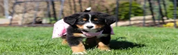 Bernese Mountain Dog dogs for sale: Jewel - Ad 8