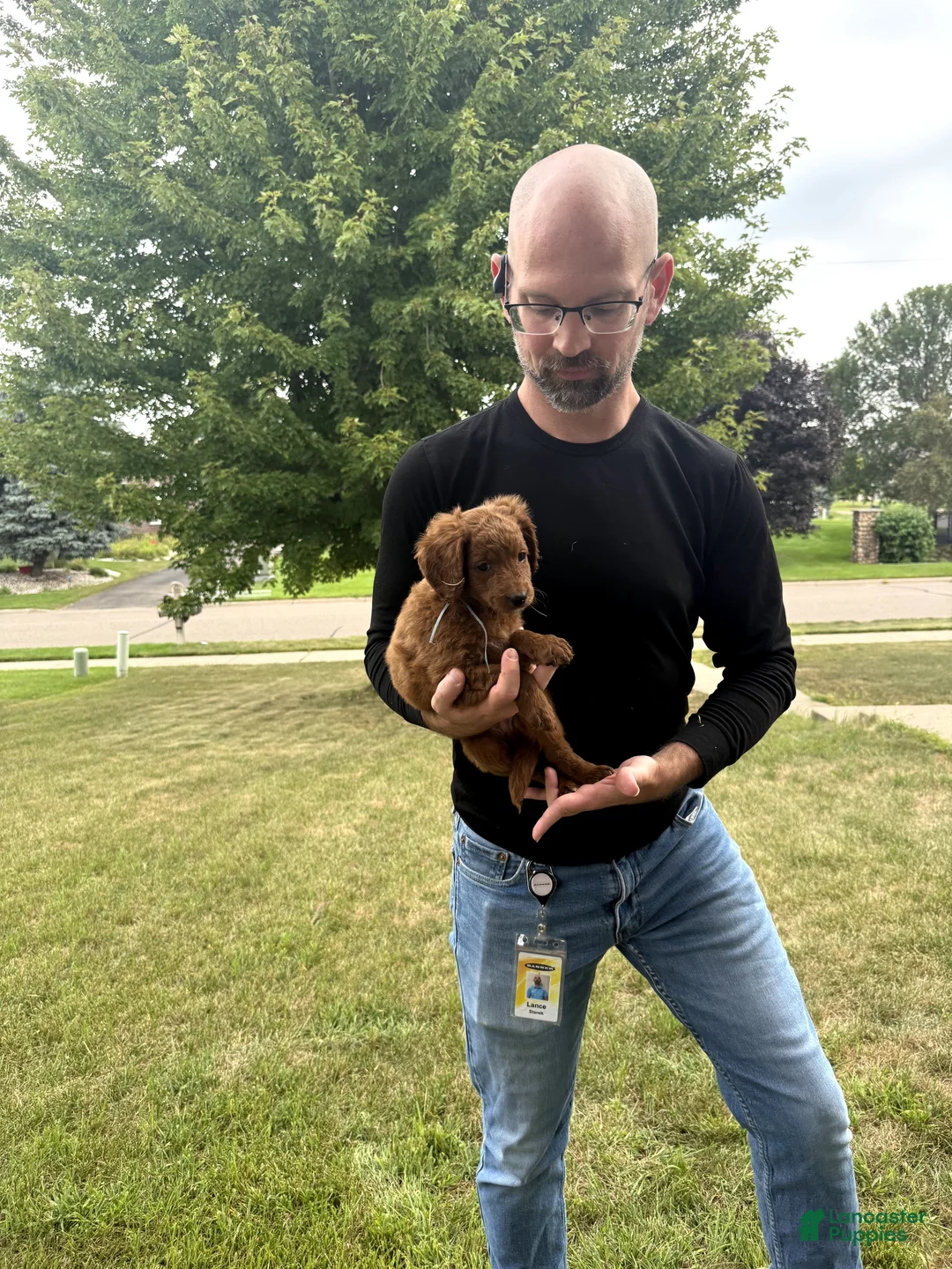Mini Goldendoodle dogs for sale: Charger - Ad 1