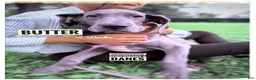 Great Dane dogs for sale: Butter - Ad 14