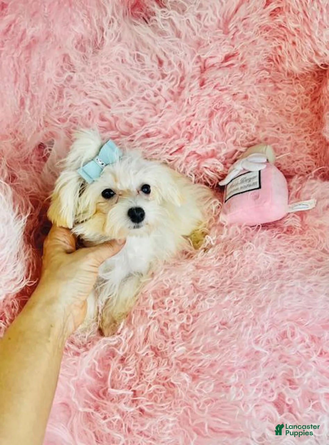 Maltipoo dogs for sale: Maltipoo Puppy 1 - Ad 2