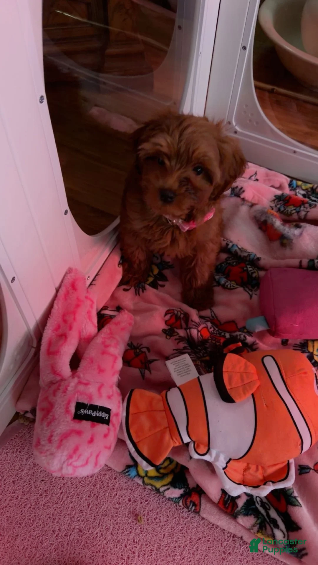 Shihpoo dogs for sale: Shihpoo 1 - Ad 1
