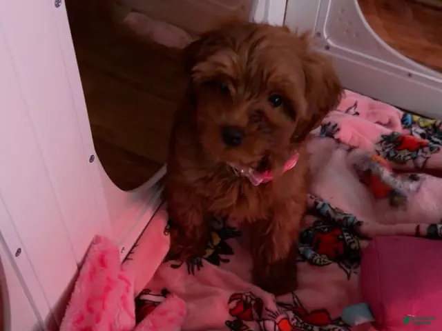 Shihpoo dogs Shihpoo 1 - Ad 1