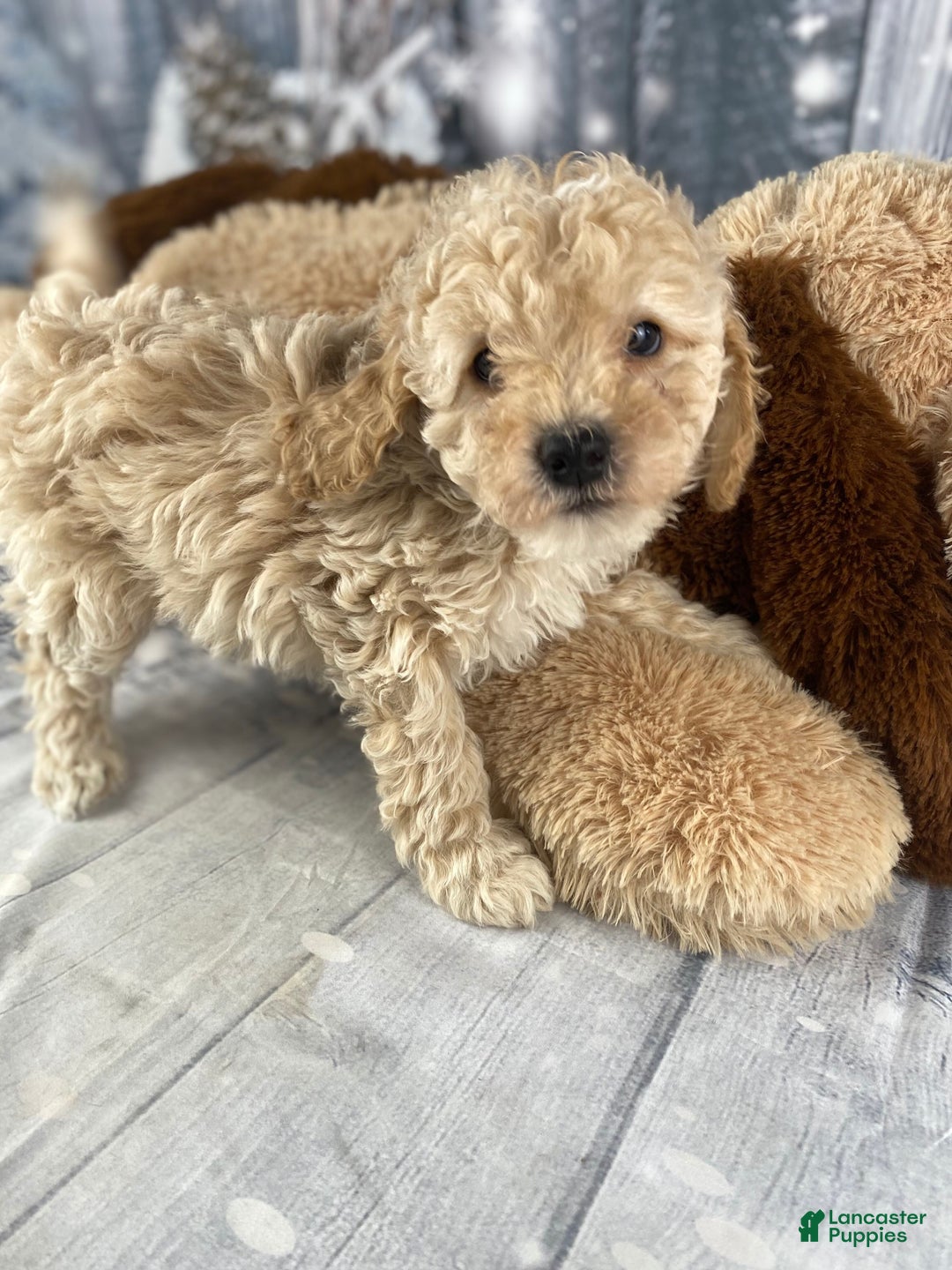 Cavapoo dogs for sale: Kobe - Ad 6