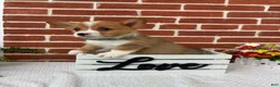 Welsh Corgi Pembroke dogs for sale: Bruno - Ad 4