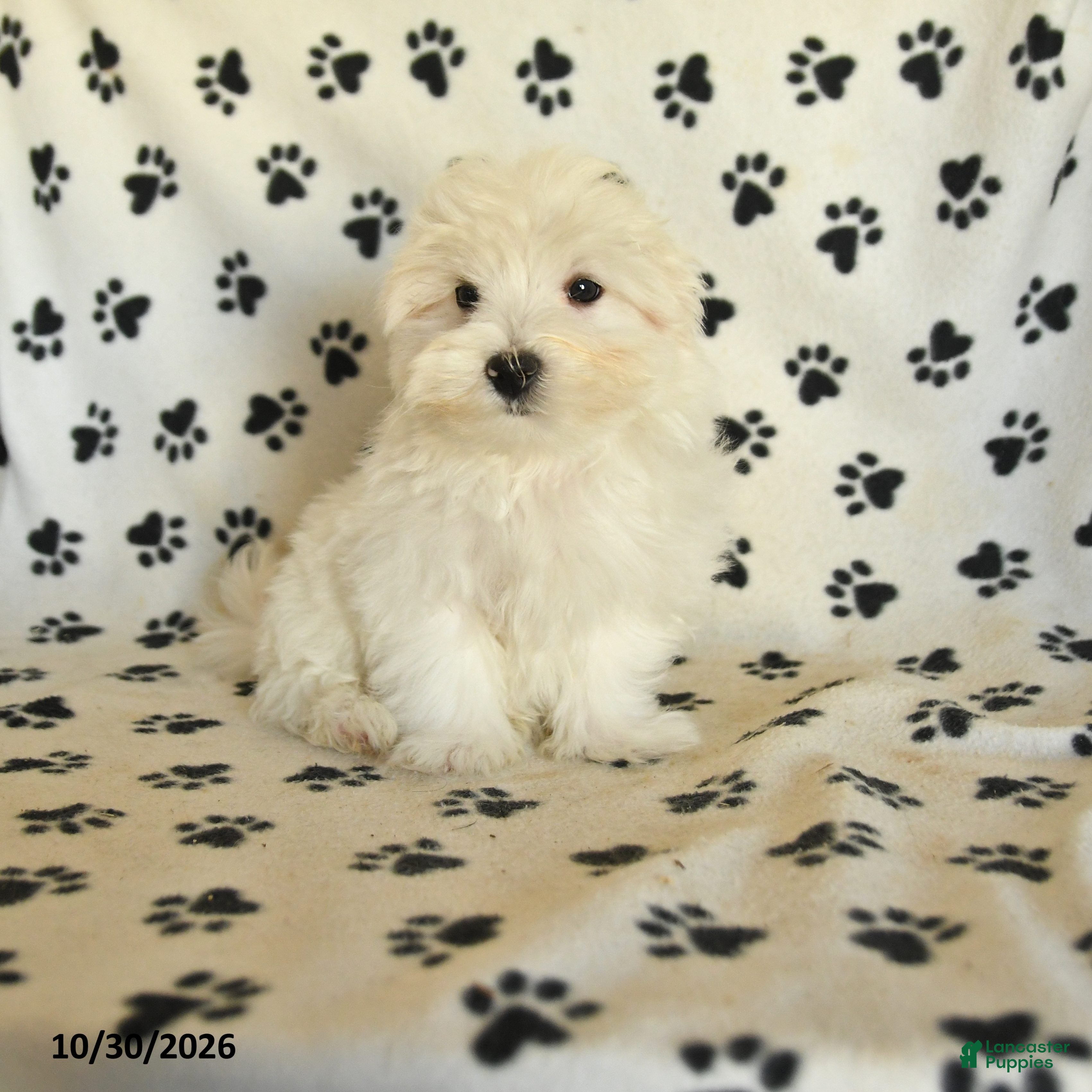 Maltese dogs for sale: Percy - Ad 1