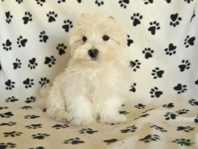 Maltese dogs for sale: Percy - Ad 1