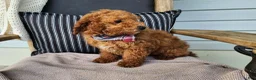 Mini Bernedoodle dogs for sale: Blake - Ad 17