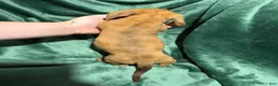 Miniature Dachshund dogs for sale: Izzy - Ad 2