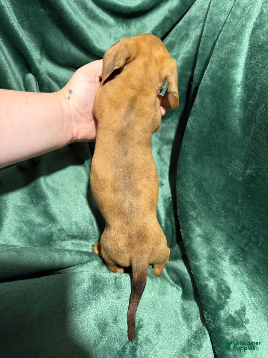 Miniature Dachshund dogs for sale: Izzy - Ad 2