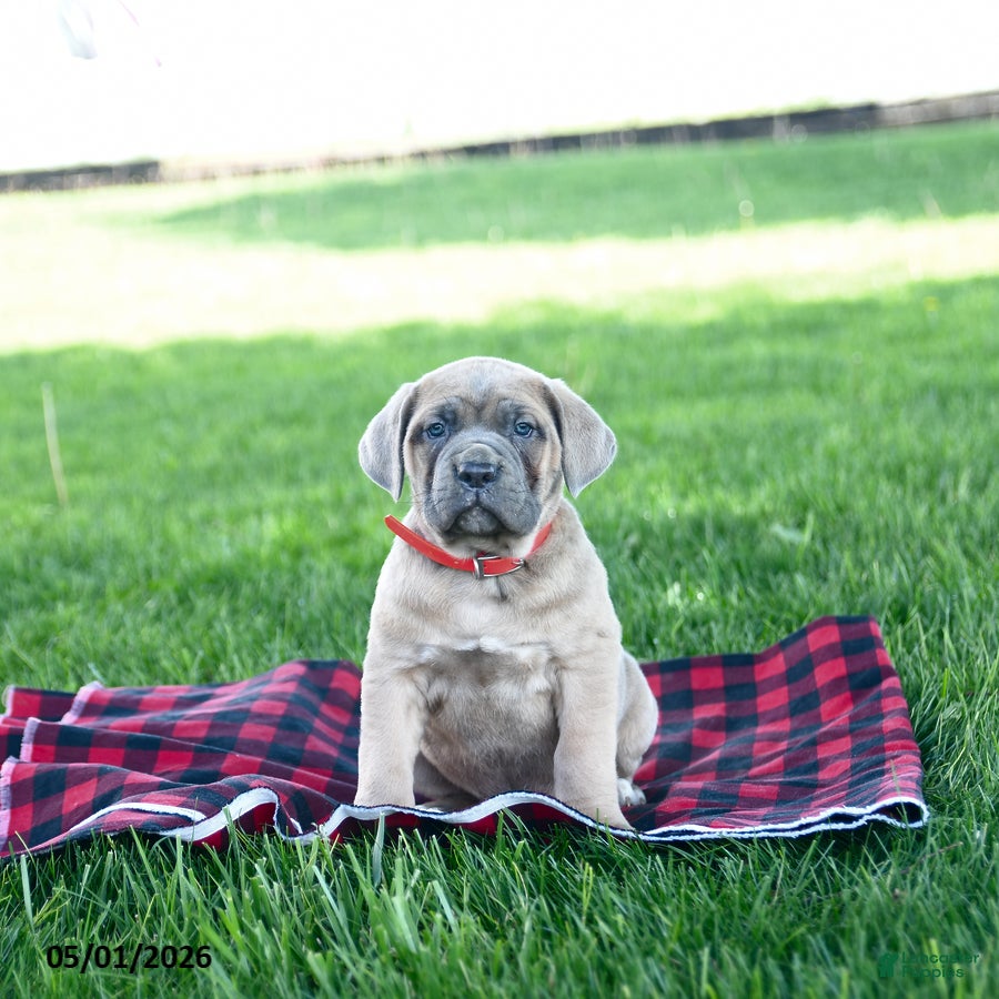 Cane Corso dogs Izzy - Ad 2