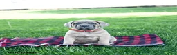 Cane Corso dogs for sale: Izzy - Ad 2