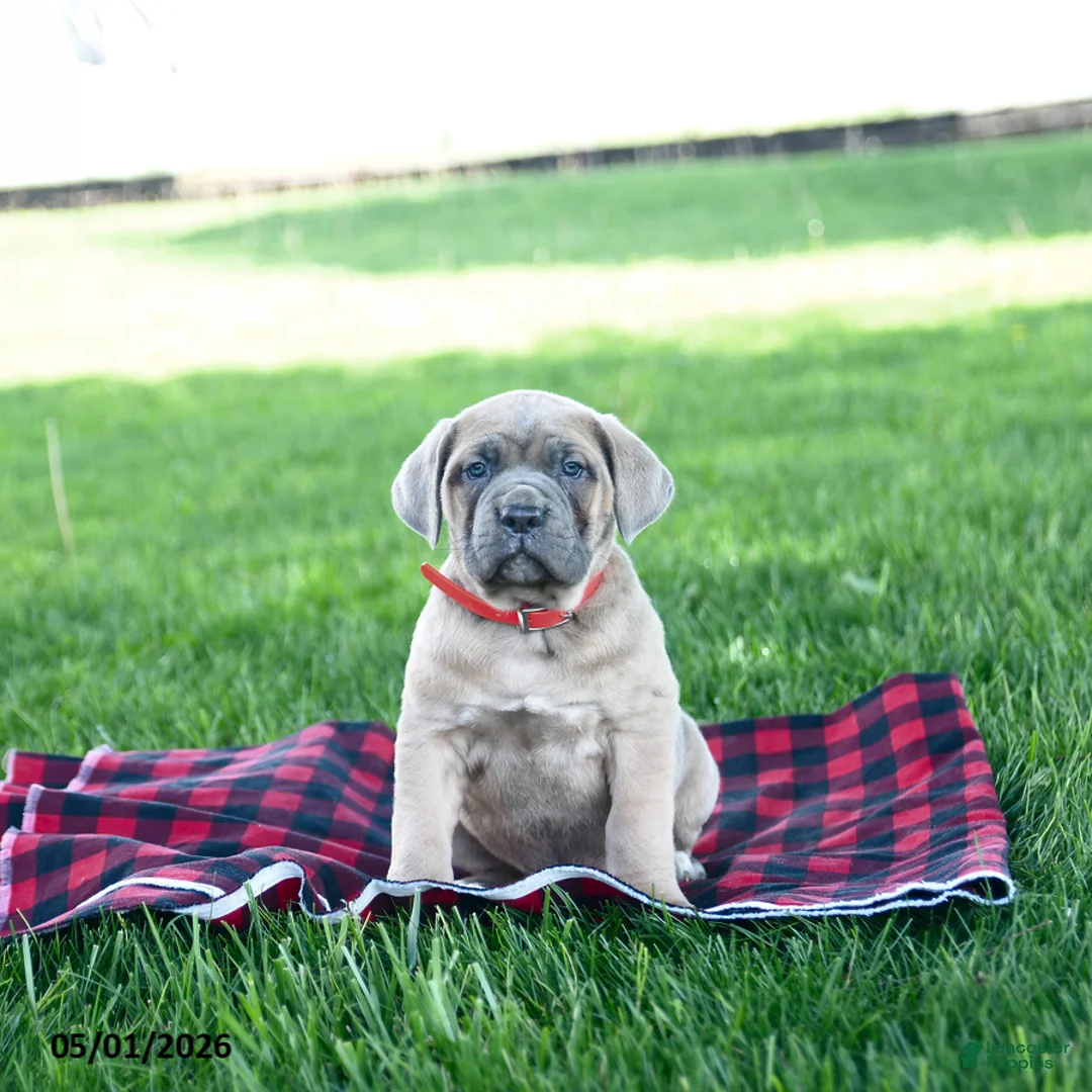Cane Corso dogs for sale: Izzy - Ad 2